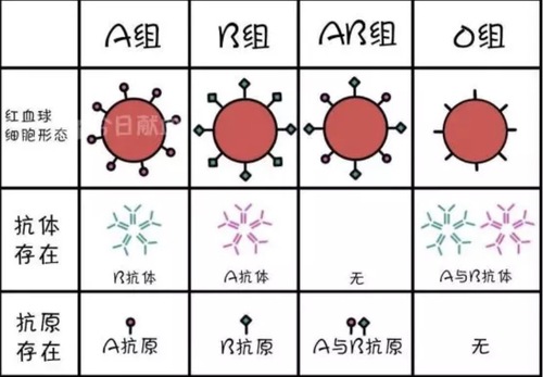 a/b/o/ab型血人们最熟知的是abo血型系统对于血型这个锅o型血不背好吗